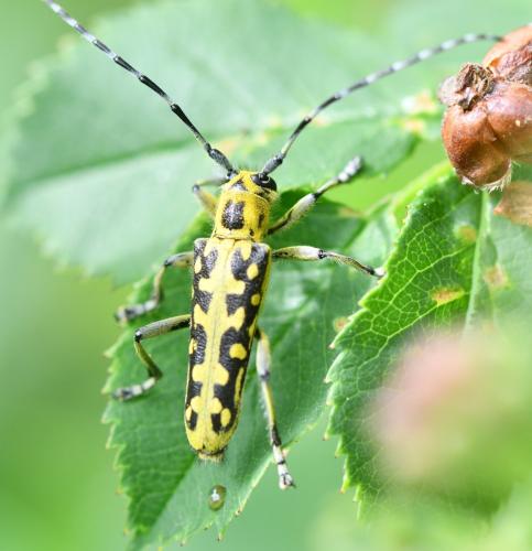 Réf. 301 712 : Saperda scalaris